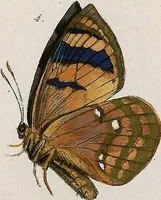 An illustration from (Band 2) (1806)