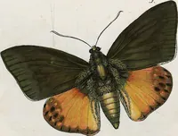 An illustration from (Band 2) (1806)