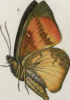 An illustration from (Band 2) (1806)