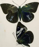 An illustration from (Band 2) (1806)