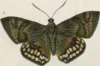 An illustration from (Band 2) (1806)