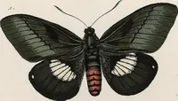 An illustration from (Band 2) (1806)