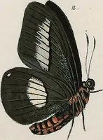 An illustration from (Band 2) (1806)