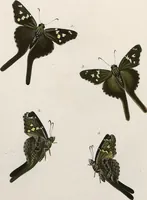 An illustration from (Band 2) (1806)