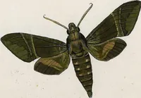 Picture 140 of 179 from (Band 2) (1806), leaf 167