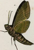 An illustration from (Band 2) (1806)