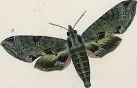 An illustration from (Band 2) (1806)