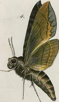An illustration from (Band 2) (1806)