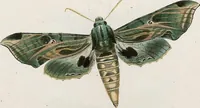 An illustration from (Band 2) (1806)