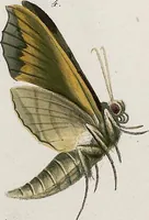 An illustration from (Band 2) (1806)