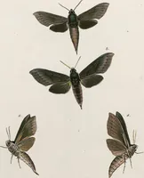 An illustration from (Band 2) (1806)