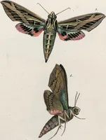 An illustration from (Band 2) (1806)
