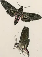 An illustration from (Band 2) (1806)