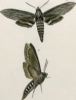 An illustration from (Band 2) (1806)