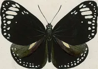 An illustration from (Band 2) (1806)
