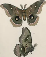 An illustration from (Band 2) (1806)