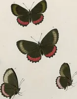 An illustration from (Band 2) (1806)