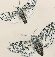 An illustration from (Band 2) (1806)