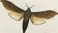 An illustration from (Band 2) (1806)