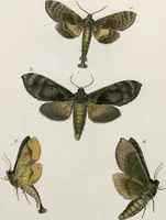 An illustration from (Band 2) (1806)