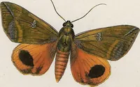 An illustration from (Band 2) (1806)