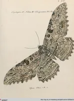 An illustration from (Band 2) (1806)
