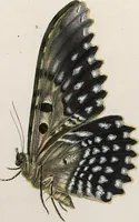 An illustration from (Band 2) (1806)