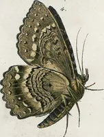 An illustration from (Band 2) (1806)