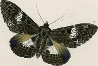 Picture 171 of 179 from (Band 2) (1806), leaf 220