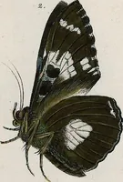 An illustration from (Band 2) (1806)