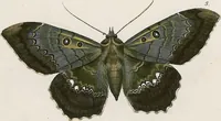 An illustration from (Band 2) (1806)