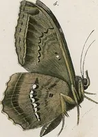 Picture 174 of 179 from (Band 2) (1806), leaf 221