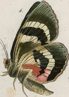 An illustration from (Band 2) (1806)