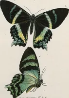 An illustration from (Band 2) (1806)