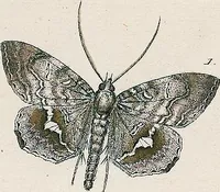 An illustration from (Band 2) (1806)