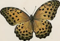 An illustration from (Band 2) (1806)