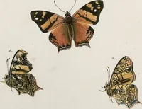 An illustration from (Band 2) (1806)