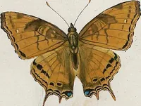 An illustration from (Band 2) (1806)