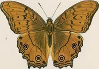 An illustration from (Band 2) (1806)