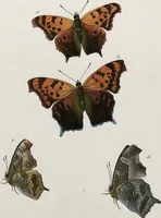 An illustration from (Band 2) (1806)