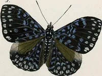 An illustration from (Band 2) (1806)