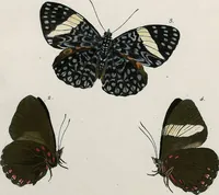 An illustration from (Band 2) (1806)