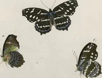 An illustration from (Band 2) (1806)