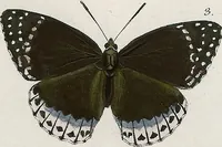 An illustration from (Band 2) (1806)