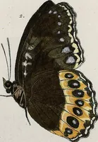 An illustration from (Band 2) (1806)