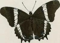 An illustration from (Band 2) (1806)