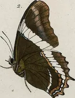 An illustration from (Band 2) (1806)