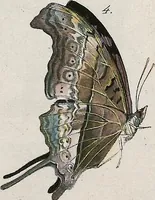 An illustration from (Band 2) (1806)