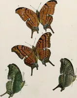 An illustration from (Band 2) (1806)