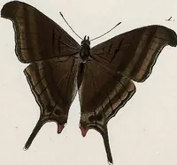 An illustration from (Band 2) (1806)
